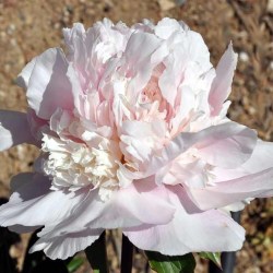 Petticoat Parade1 (1)